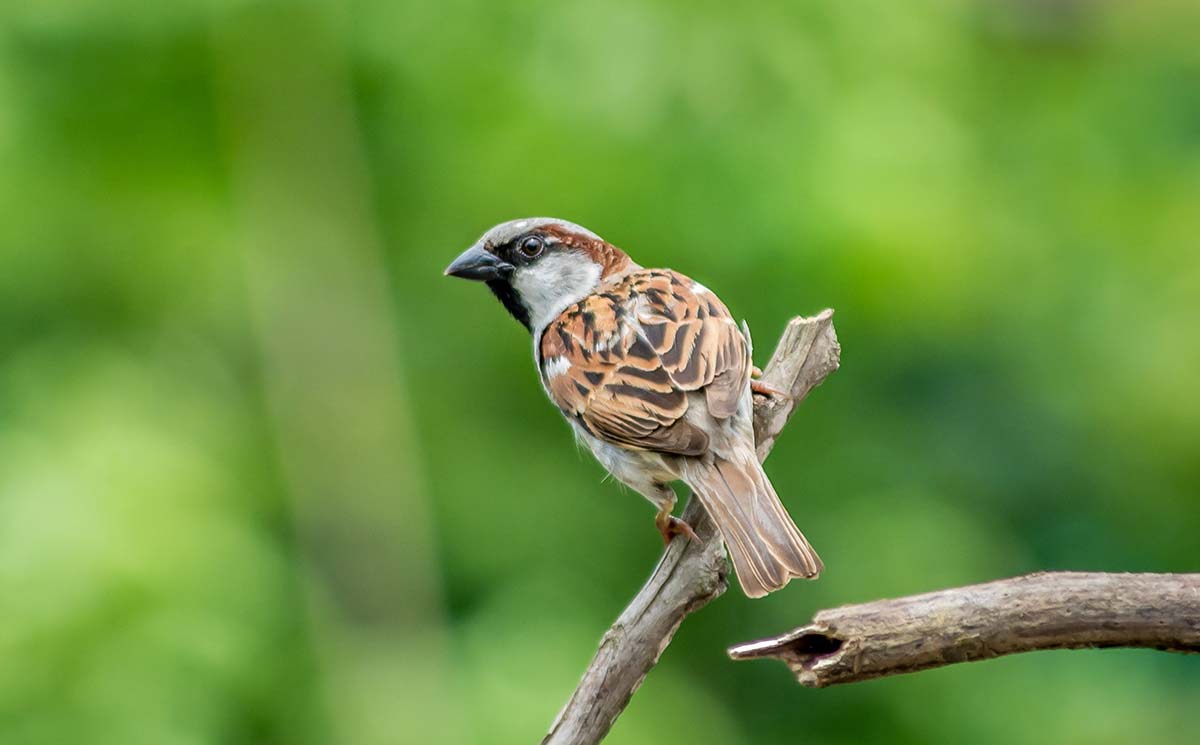 Sparrow on a branch on a green background near Saintes